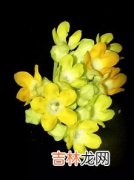 夜香花怎么是夜晚开花,夜来香为什么在夜间开花？夜来香几点开花？