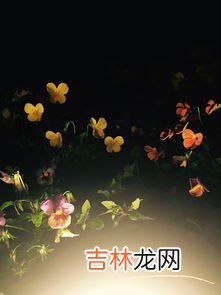 夜香花怎么是夜晚开花,夜来香为什么在夜间开花？夜来香几点开花？