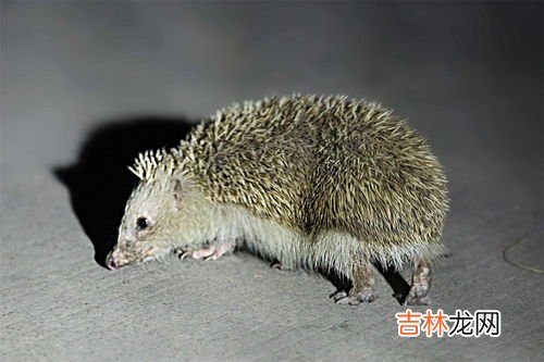 刺猬是什么仙,刺猬为啥叫白大仙？