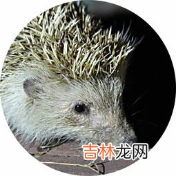 刺猬是什么仙,刺猬为啥叫白大仙？
