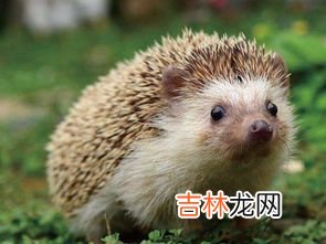 刺猬是什么仙,刺猬为啥叫白大仙？