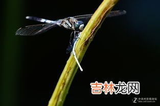 蜻蜓吃啥蔬菜,蜻蜓吃什么