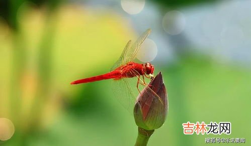 蜻蜓吃啥蔬菜,蜻蜓吃什么