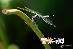 蜻蜓吃啥蔬菜,蜻蜓吃什么