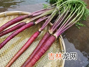 胡萝卜是不是水果,胡萝卜是蔬菜还是水果