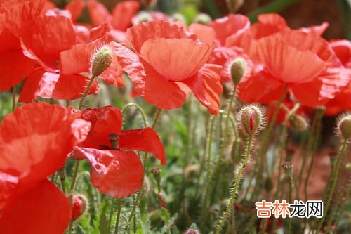 罂粟花的花语是什么,罂粟花的花语是什么?