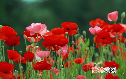 罂粟花的花语是什么,罂粟花的花语是什么?