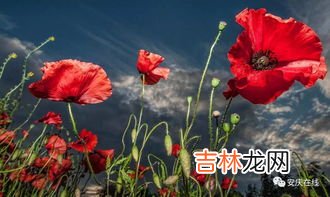 罂粟花的花语是什么,罂粟花的花语是什么?