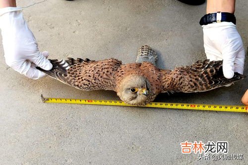 麂子是国家几级保护动物,麂子是国家几级保护动物？