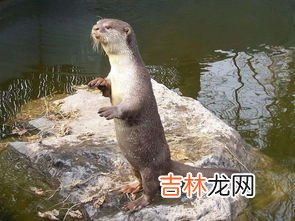 水獭和貂有什么比较大的区别,水獭和貂是一种生物吗,有什么区别