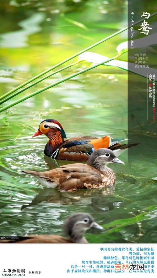 水獭和貂有什么比较大的区别,水獭和貂是一种生物吗，有什么区别