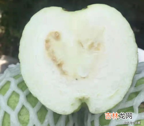 芭乐怎么吃要削皮吗,芭乐怎么吃要削皮吗 芭乐没熟可以吃吗