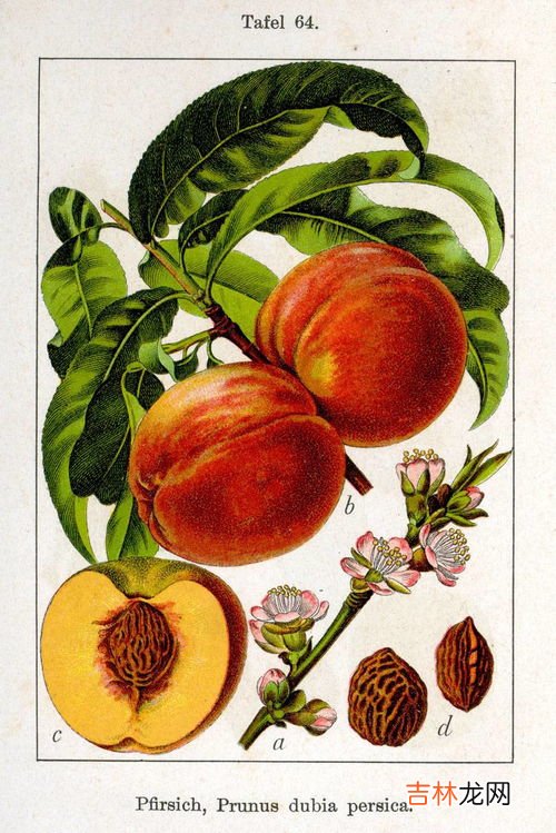 芭乐怎么吃要削皮吗,芭乐怎么吃要削皮吗 芭乐没熟可以吃吗