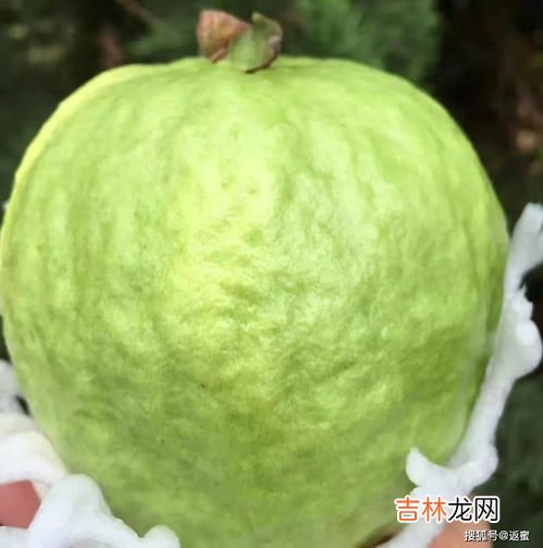 芭乐怎么吃要削皮吗,芭乐怎么吃要削皮吗 芭乐没熟可以吃吗