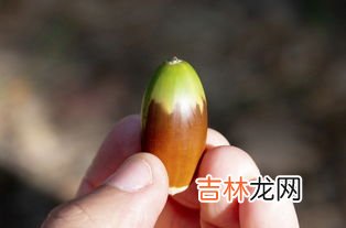 栗子是水果吗,银杏和板栗是水果吗