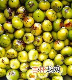 腰果是什么植物的果实能吃吗,请问”腰果”是什么啊？