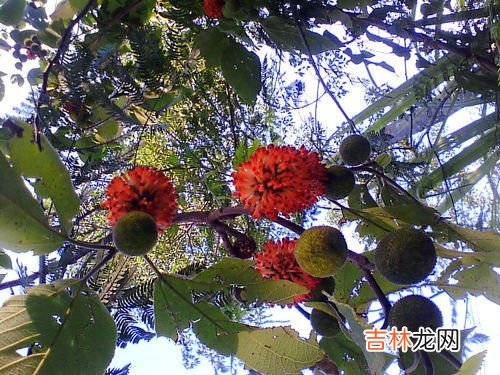 腰果是什么植物的果实能吃吗,请问”腰果”是什么啊？