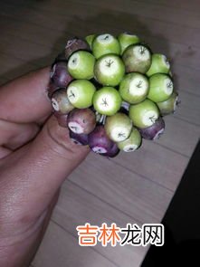 腰果是什么植物的果实能吃吗,请问”腰果”是什么啊？