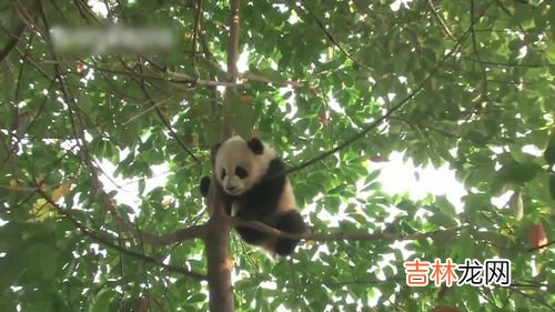 熊会爬树吗,大熊猫为什么喜欢爬树