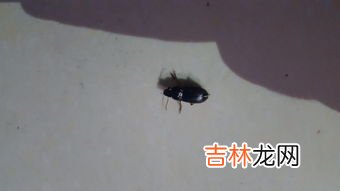 蟑螂能直接踩死吗,蟑螂能不能直接踩死