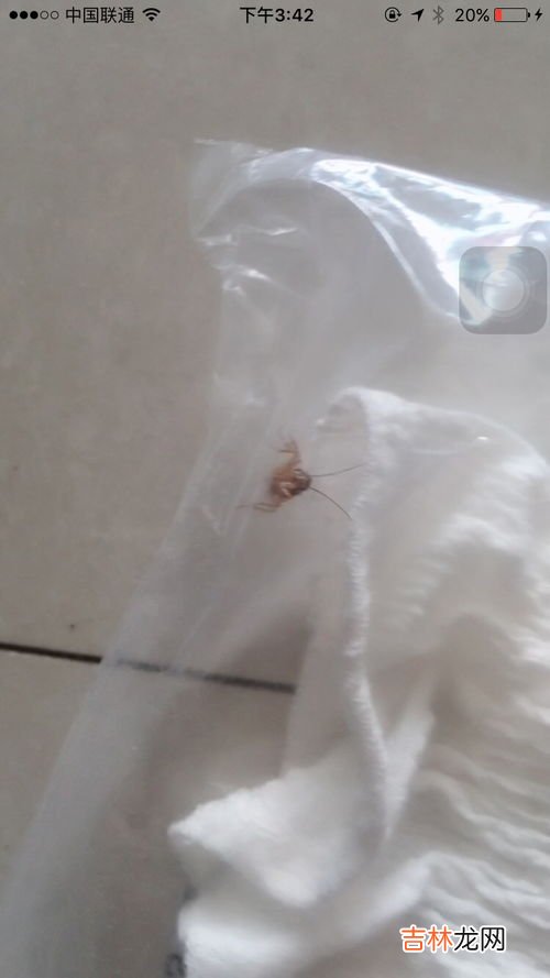 蟑螂能直接踩死吗,蟑螂能不能直接踩死
