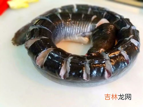 鳗鱼杀了放冰冻还是保鲜,新鲜海鳗鱼的保存方法介绍新鲜海鳗鱼如何保存