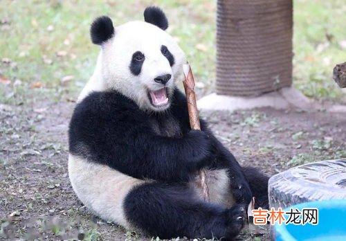 壁虎怕不怕冷,开空调壁虎怕冷吗