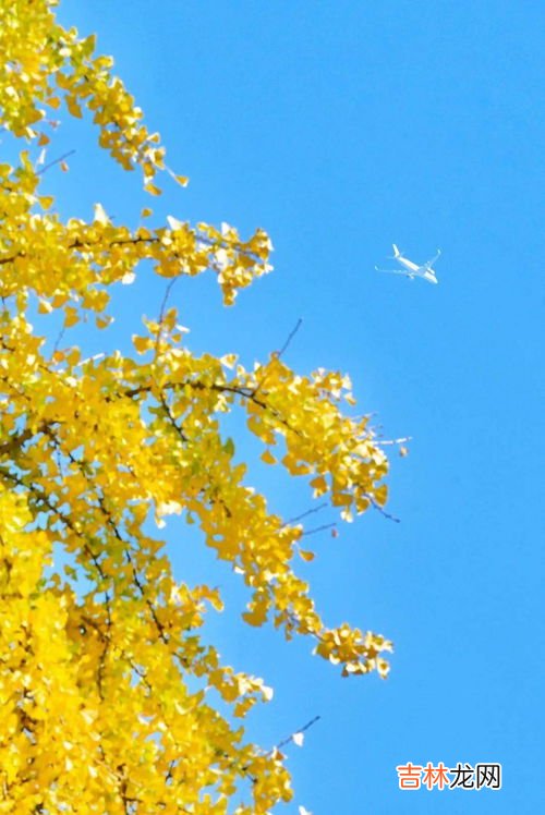 银杏精华和银杏叶片哪个好,银杏精华哪个牌子的好