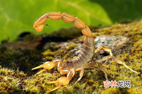 蝎子吃什么东西,蝎子吃什么的东西是什么?