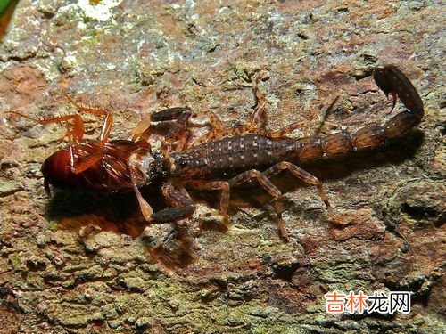 蝎子吃什么东西,蝎子吃什么的东西是什么?