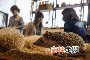 刺猬的特点有哪些,刺猬有哪些特点
