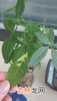 发财树能晒太阳吗,发财树可以晒太阳吗