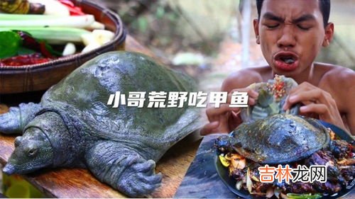 甲鱼吃什么食物,甲鱼喜欢吃什么食物