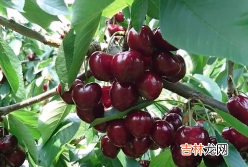 樱桃与车厘子的区别,车厘子和樱桃什么区别