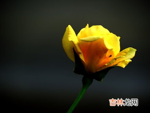 十朵黄玫瑰代表什么寓意,十朵黄色玫瑰九朵粉色玫瑰代表什么