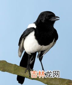喜鹊象征着啥,喜鹊的寓意和象征意义是什么?