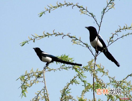 喜鹊象征着啥,喜鹊的寓意和象征意义是什么?