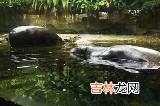 河马的天敌是啥动物,河马的天敌是什么动物