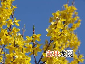 迎春花有什么颜色,迎春花颜色