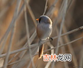 蝙蝠是一种鸟类这个说法是正确的吗,蝙蝠是一种鸟类吗？