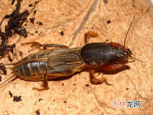 蝼蛄吃什么食物,野生蝼蛄吃什么？