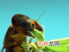 蝼蛄吃什么食物,野生蝼蛄吃什么？