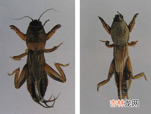 蝼蛄吃什么食物,野生蝼蛄吃什么？