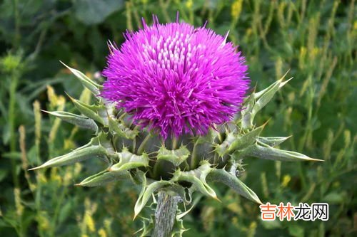 葛根伤肝还是护肝,柴葛根和葛根有什么区别吗 葛根伤肝还是护肝