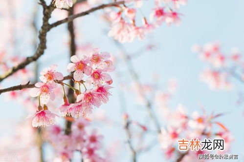 形容花漂亮唯美的诗句,形容花漂亮唯美的诗句