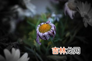 形容花漂亮唯美的诗句,形容花漂亮唯美的诗句