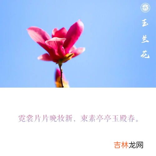 形容花漂亮唯美的诗句,形容花漂亮唯美的诗句