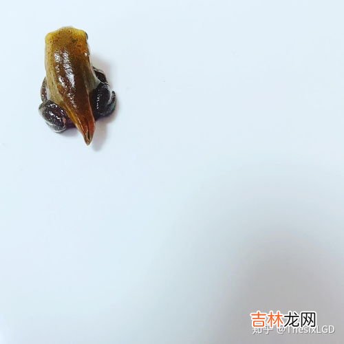 青蛙的蝌蚪是灰色还是黑色啊,哪些蝌蚪是青蛙的