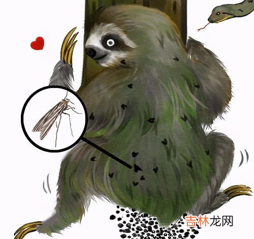 夜栖树上的祖先,构木为巢以避群害昼拾橡栗夜栖树上的祖先是谁？