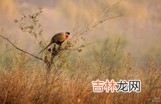 夜栖树上的祖先,构木为巢以避群害昼拾橡栗夜栖树上的祖先是谁？